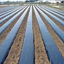 1 MTRS*25 MIC*400MTRS MULCHING SHEET WITH HOLE