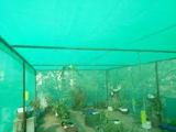 GREEN SHADE NET 50 %